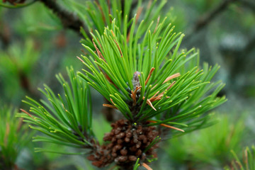 pine tree branch with cones