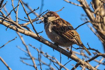 Passera europea (Passer domesticus),ritratto