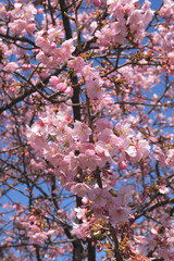 満開の河津桜と青空