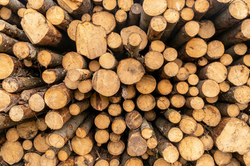 Pile of wood logs ready for winter