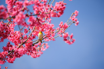 Sakura flower branch with small bird against blue sky