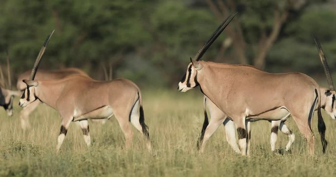 A group of Oryx walks in the savannah