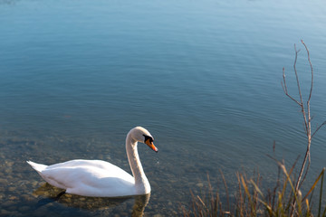 A beautiful white swan swims in a pond