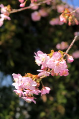 満開の河津桜