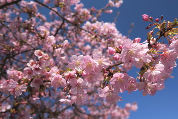 満開の河津桜と青空