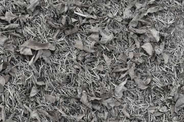 Pattern of dried leaf, Large dry leaf, Brown dry leaf
