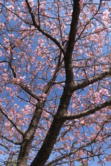 満開の河津桜と青空