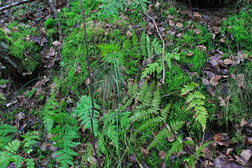 plants in the garden