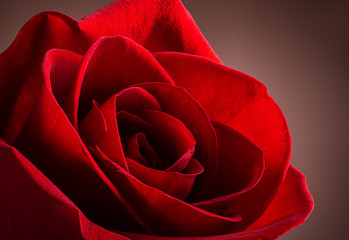 Closeup of a Beautiful Red Rose