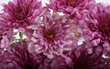 Pink chrysanthemums background. Beautiful flowers ackground