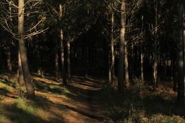 Fototapeta premium The Galician deciduous forest in the month of February