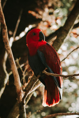 Eclectus parrot, eclectus roratus sitting on a tree branch with sunshine pouring overhead. Close up of a tropical bird in natural conditions.