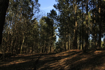 The Galician deciduous forest in the month of February