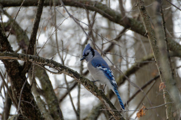 Blue Jay perched in a tree in winter
