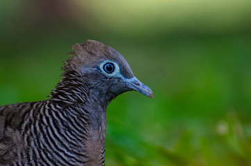 Dove looking at the blur patterned background