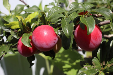 Plums on tree