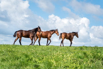 Obraz premium Horses on a summer pasture