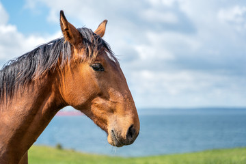 Closeup of the head of a horse on sky background
