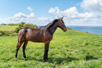 Brown horse standing on green pasture