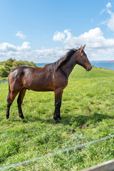 Brown horse standing on green pasture