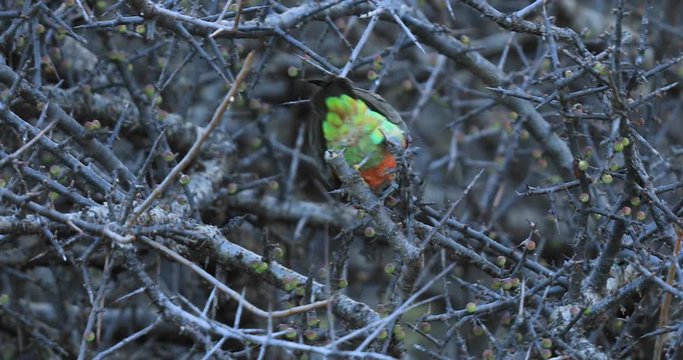 Red-bellied Parrot eats in a tree