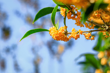 Sweet osmanthus flowers in the garden