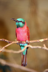 The Northern Carmine Bee-eater (Merops nubicus) sitting on a branch with a yellow background. Alternative common names include the carmine bee-eater or the Nubian bee-eater.