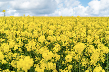 Obraz premium Field of yellow rape against the blue sky in Sweden