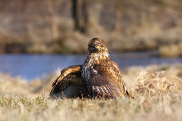The common buzzard (Buteo buteo), portrait.Buzzard sitting on the ground in yellow grass with prey and outstretched wings.