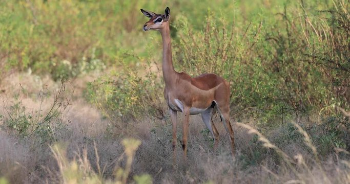female gerenuk looking at us in the savannah