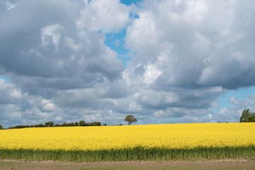 Landscape with rapeseed field and blue sky selective focus