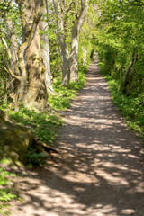 tunnel of green trees, a path in the distance