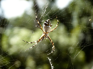 spider