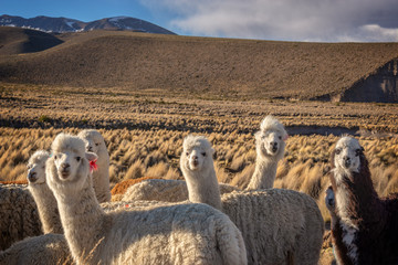 Herd Curious Alpacas Bolivia 