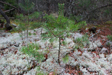 moss on tree