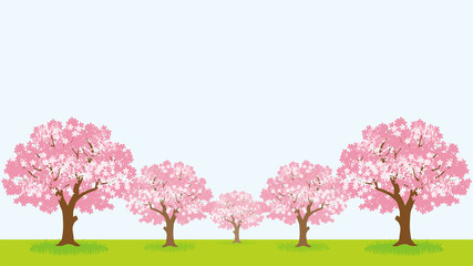 桜の木々　草地