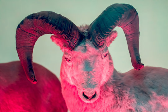 Mystical beast. Pan devil creature. Dall sheep over red light.