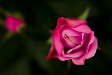 Flower plant spring beautiful nature