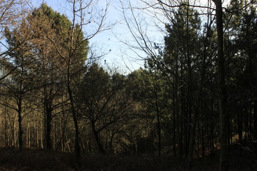 The Galician deciduous forest in the month of February