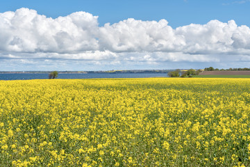 Landscape with rapeseed field and blue sky selective focus