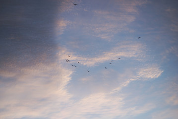 view of seagulls silhouettes on cloudy sky by sunset background