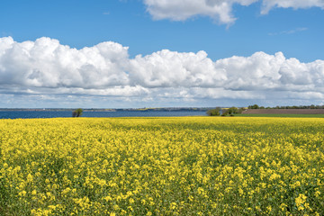 Obraz premium Field of yellow rape against the blue sky in Sweden