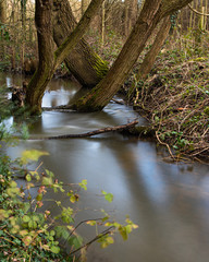 stream in forest