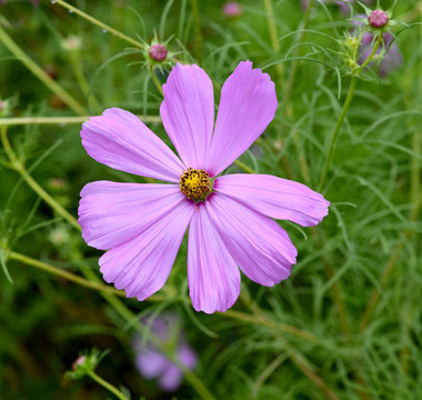 Kosmeabluete, Kosmea, Cosmos bipinnatus
