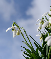 Schneegloeckchen, Galanthus nivalis