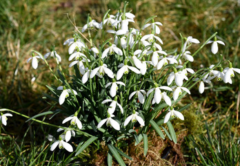 Schneegloeckchen, Galanthus nivalis