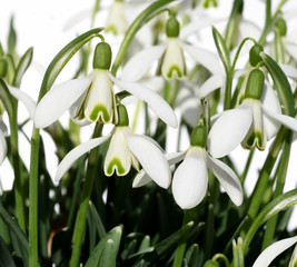 Schneegloeckchen, Galanthus nivalis