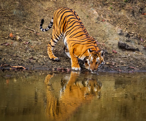 Fototapeta na wymiar Tigress Quenching Thirst In Jungle!