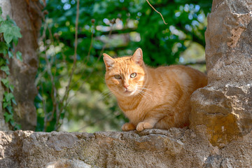Stray cat looking