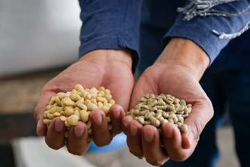 Close-up shot of coffee beans Arabica species, which have gone through the process of cracking